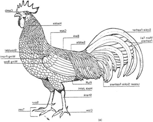 Feather Diagram